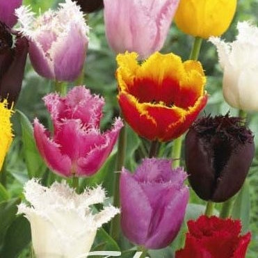 Tulipan Fringed Mixed 10-pakning